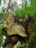 /album/fotogalerie-2020/bezzuby-jpg/